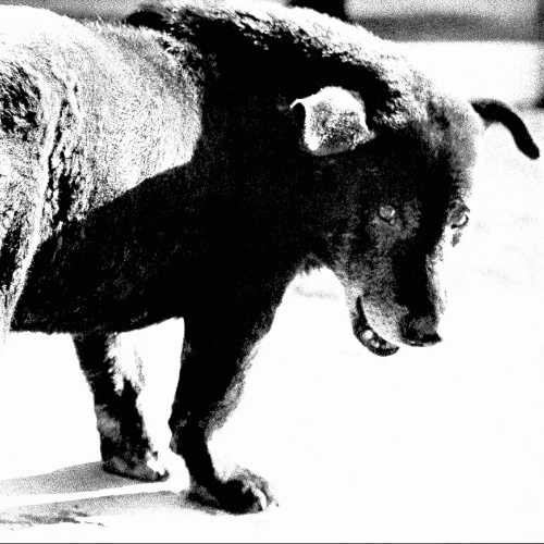 copyright: Daido Moriyama / Daido Moriyama Photo Foundation