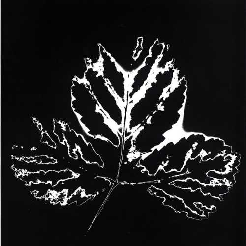 copyright: Elfriede Mejchar