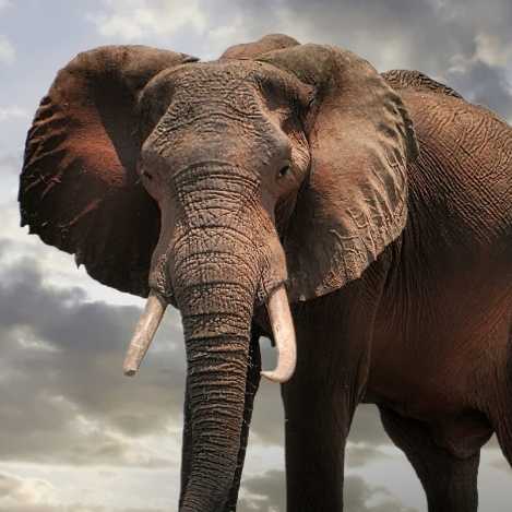 copyright: ImmersiumWien