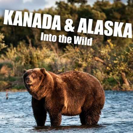 copyright: PacalViolo