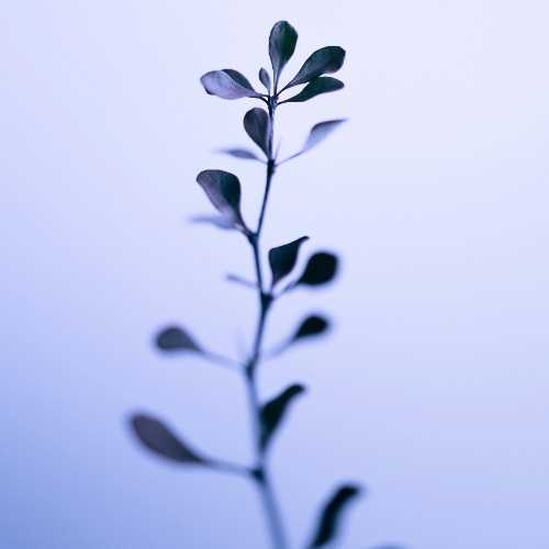copyright: Marek Piwnicki, unsplash