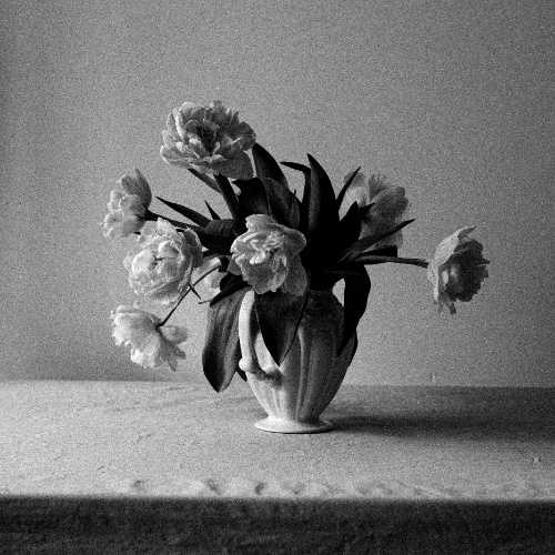 copyright: Albina White, unsplash